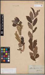 Foto von Salix cinerea L.